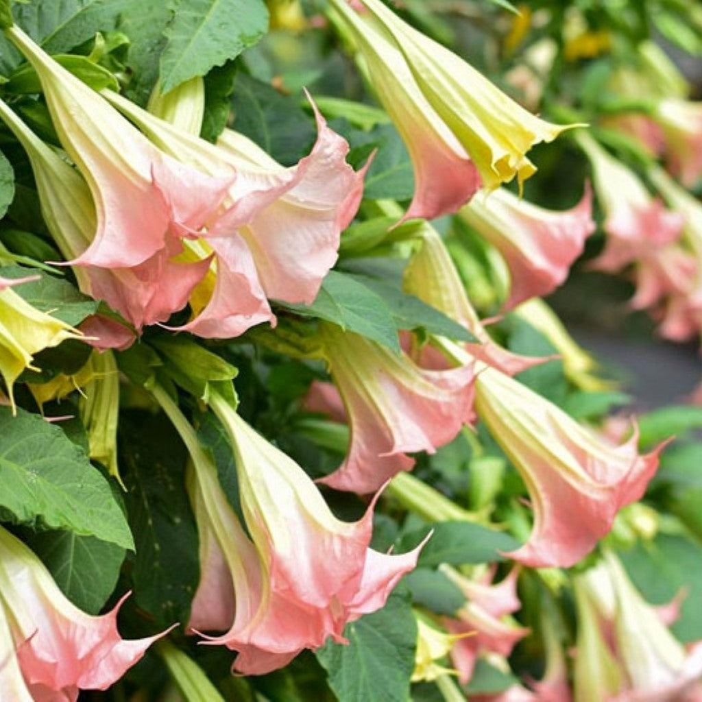 Pink Angel's Trumpet