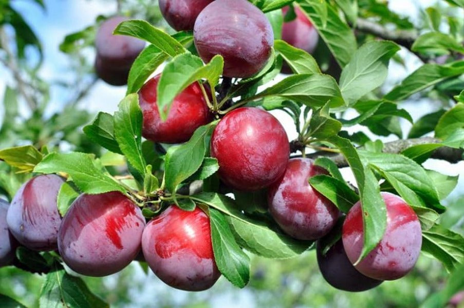 Ozark Premier Plum Tree