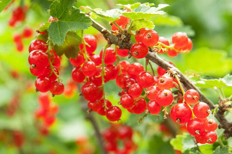 Red Lake Currant