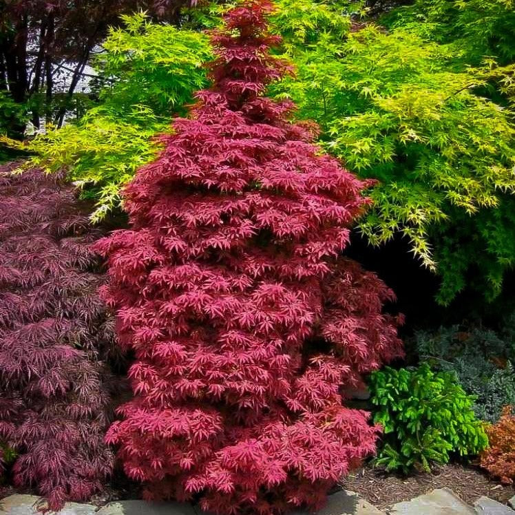 Skeeters Broom Japanese Maple