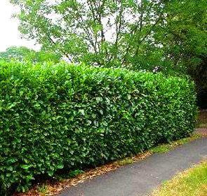 Otto Luyken Cherry Laurel Evergreen Bush a Beautiful Evergreen Plant Great For Low Screens and Hedges.