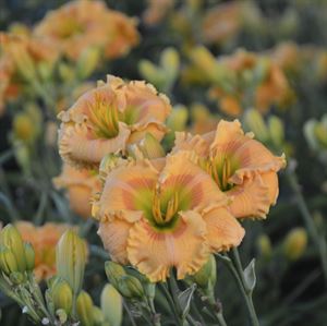 (1 Gallon) Hemerocallis Rainbow Rhythm 'Orange Smoothie' Pp28648 Daylily