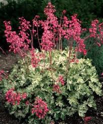 (1 Gallon) Heuchera Snow Angel