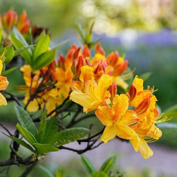 Sunbow Solar Flare Azalea