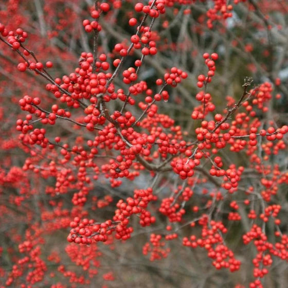 Sparkleberry Winterberry Holly