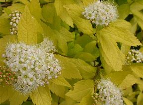 (1 Gallon) Spiraea White Gold Pp 13609, Eye Catching Brilliant White Flowers Topping Dazzling Golden Foliage