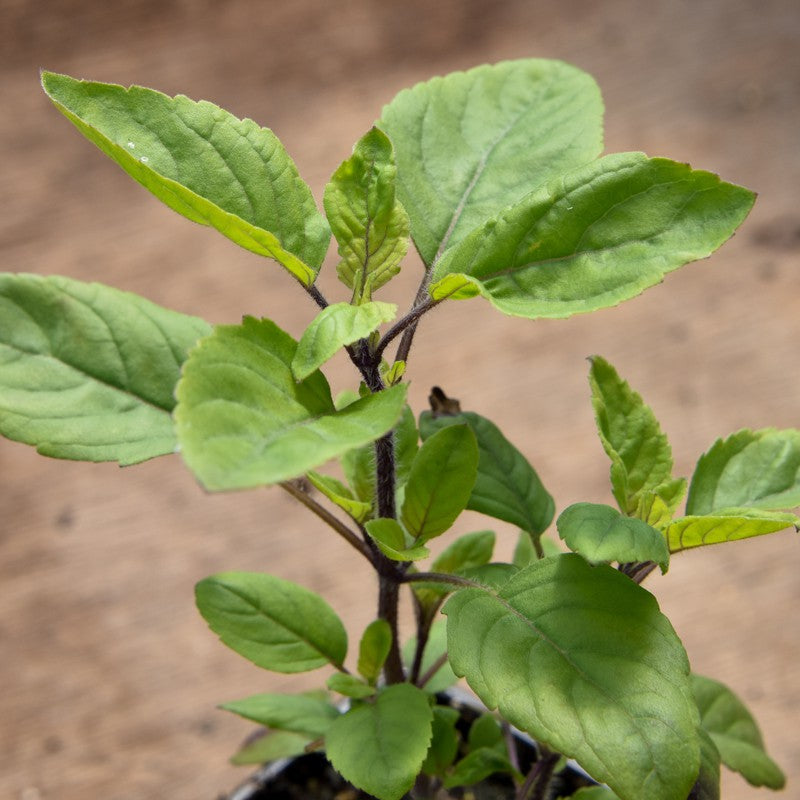 (1 Gallon) Holy Basil - Ocimum Tenuiflorum, Tulasi, (Tulsi) An Erect, Many-Branched Subshrub