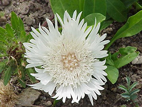 (1 Gallon) Stokes Aster White