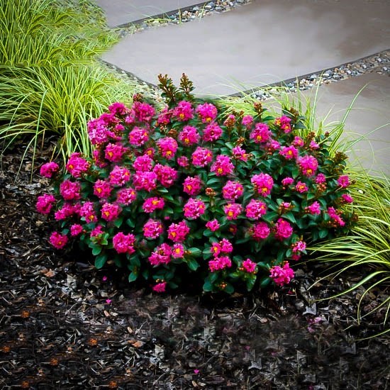 Crape Myrtle Strawberry Dazzle