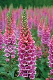 (1 Gallon) Digitalis Purpurea Candy Mountain Foxglove