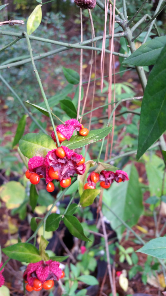 (1 Gallon) Strawberry Bush - Deer Candy Aka Ice-Cream Plant For Deer Also Beautiful Plant