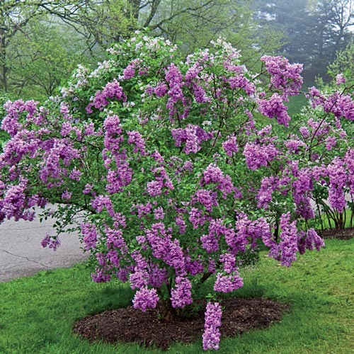 Lilac Sunday: Outstanding In So Many Ways-Bloom Panicles, Color, Fragrance and Growth Habit.