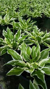 1 Gallon Pot: Hosta Sunhosta Grows In Full Sun! Variegated Foliage That Performs Best In Full Sun