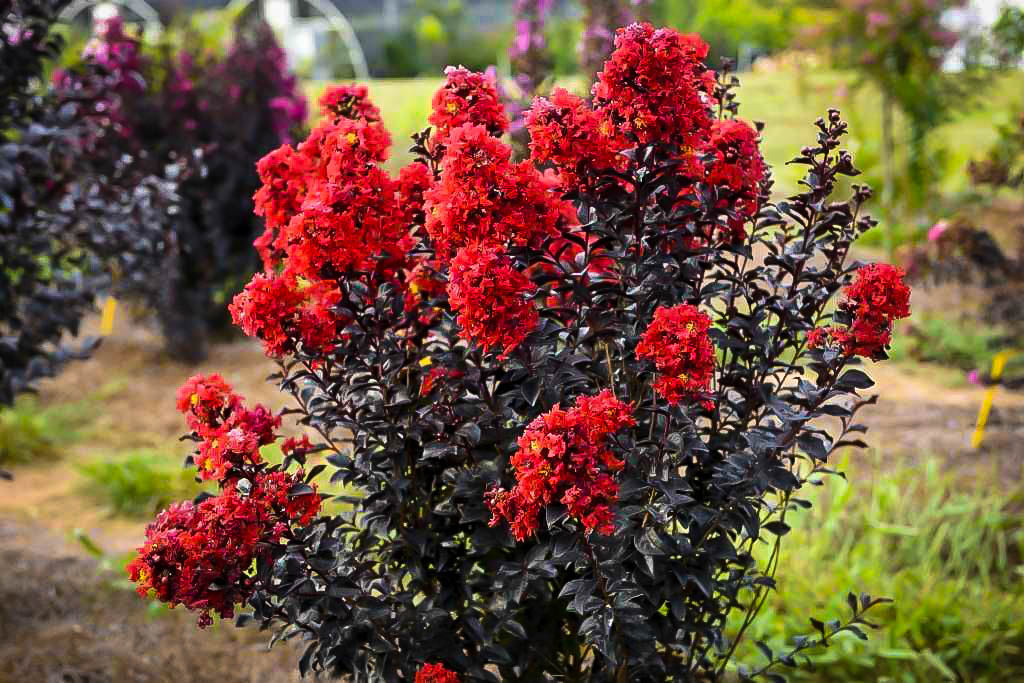 Crape Myrtle Sunset Magic