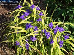 (1 Gallon) Tradescantia X 'Sweet Kate -An Eye-Catching Accent For The Border, The Vibrant Golden-Yellow Foliage is The Perfect Foil For Its Bloom.