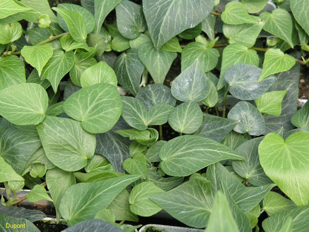 (10 Count Flat-4 Inch Pots) Teardrop Ivy, Self Branching, Non-Invasive, Small Teardrop Shaped Leaf, Good For Topiaries. '2002 Ivy of The Year'