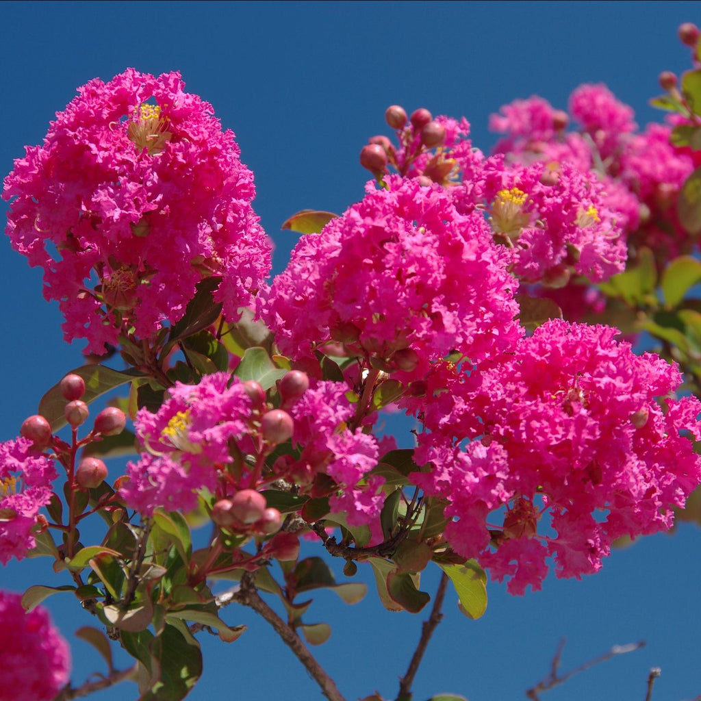 Tonto Crape Myrtle, Pinkish Red Flowers, Shorter Crape Myrtle