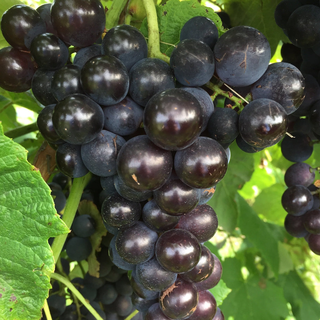 Venus Blue/Black Seedless Grape