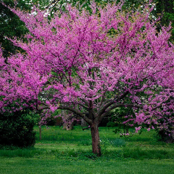 Eastern Redbud