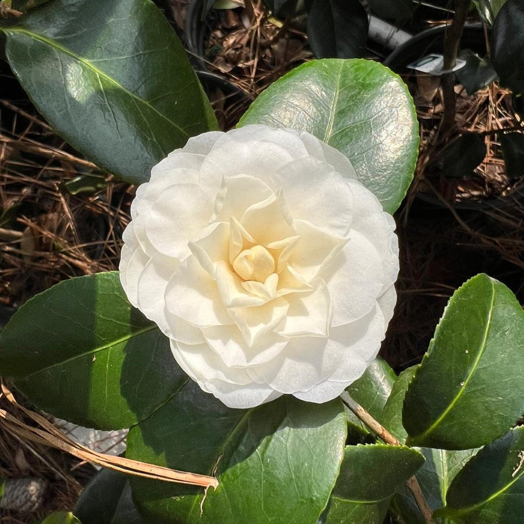 White By The Gate Camellia