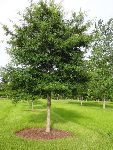 Willow Oak Tree