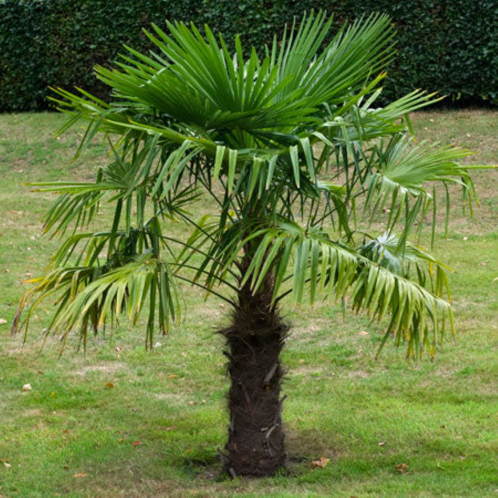 Windmill Palm Trees