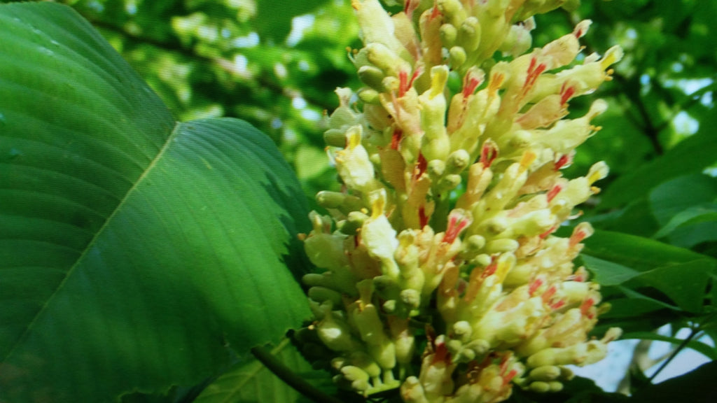 (1 Gallon) Yellow Buckeye-Large Panicles of Yellow Flowers, Kentucky Native Tree