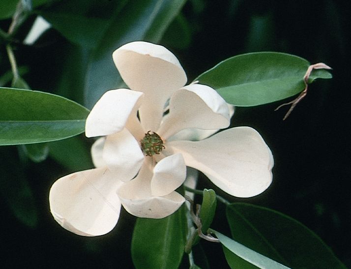 (1 Gallon) Abelia 'Glossy' Grandiflora, Dark Green Glossy Leaves with Fragrant Blooms